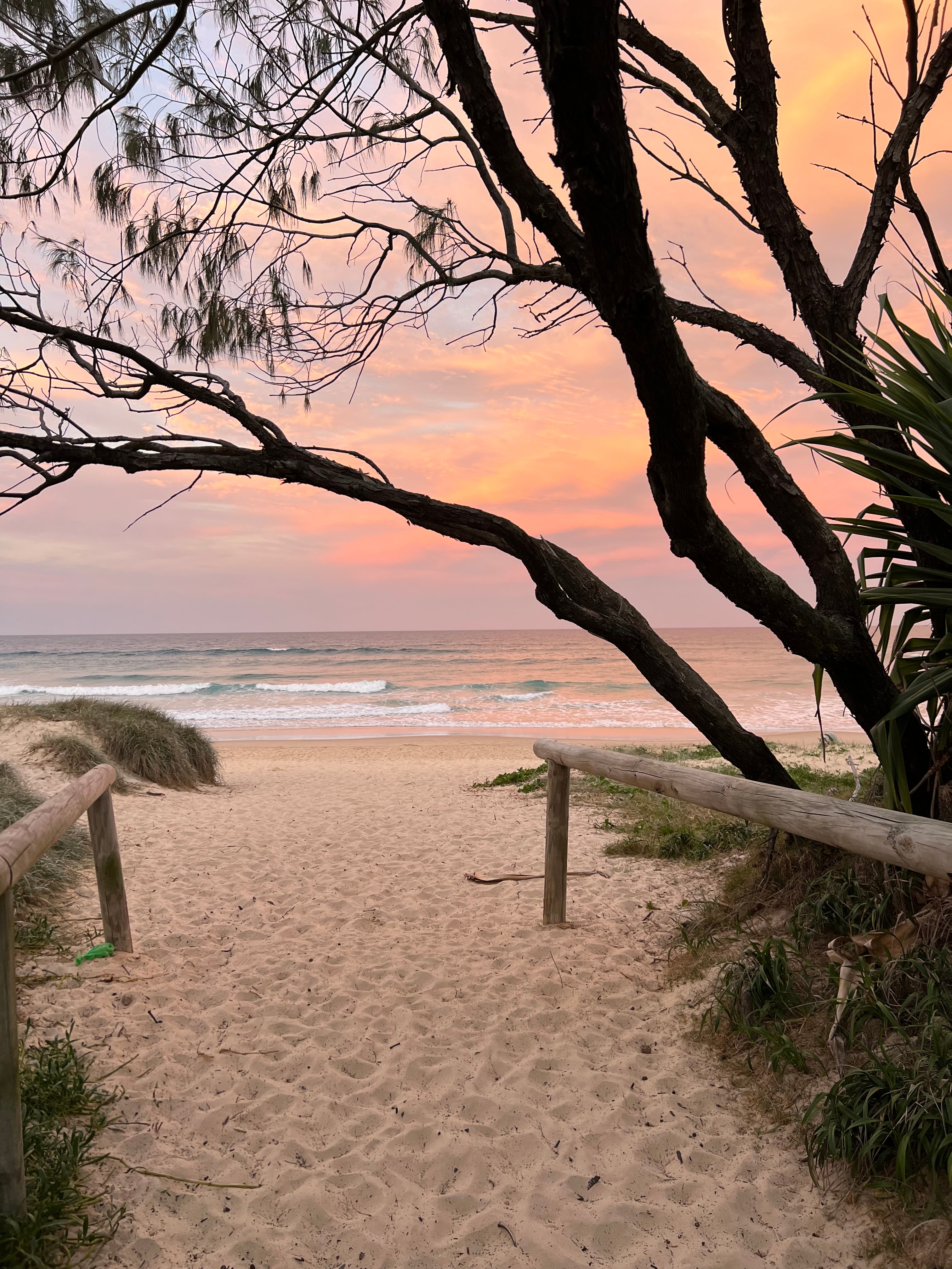 Coastal path at sunset with native trees framing the ocean